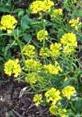Mustard or Canola Plant