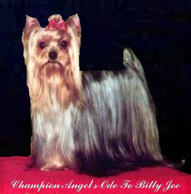 billy joe
