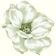 Magnolias