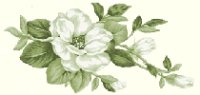 Magnolias