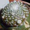  varias blossfeldias raras sin foto, fechseri cuerpo verde brillante crestoide. Uso de portainjertos Trichocereus y Myrtillocactus geometrizans, tiny, small yellow fls