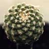  STROMBOCACTUS, 1 especie, 5 taxones, cactus en espiral, raros y lento crecimiento, en cites 1, (briiton rose) Mexico, Nombres antiguos son TURBINICARPUS. Mexico 