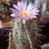  46 especies 106 taxones o cactus mamila, agrupa nuevos generos hamatocactus, Mejico y USA