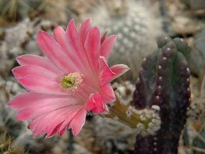  Los cactus considerados Divinos son el Peyote y San Pedro, enteogenos con mescalina y curioso observar, por diferentes culturas Chamanicas en épocas diferentes, el resto cactus era de uso medicinal o para bebidas y ocio