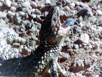 Shingleback Lizard