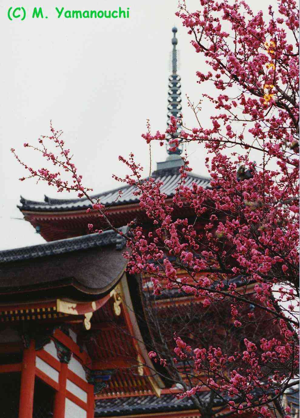 Pagoda y Ume, Kyoto. Foto: © M.Yamanouchi 
