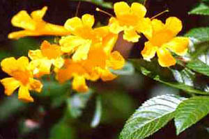 La flor de Huarango