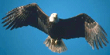 Eagle Flying Home