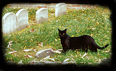 The black cat, pantherlike, slipped away with eerie grace.