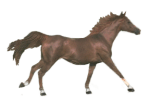 brown horse