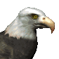 eagle head