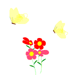 yellow butterflies 