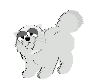 grey cat