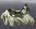 penguin on rock