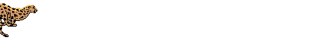 cheeta