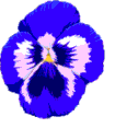 pansy