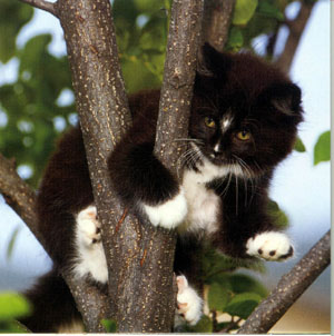kitty in tree