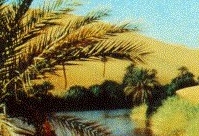 Oasis in the Libyan Desert