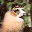 Beau from Charismatic Llamas