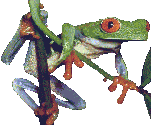 Tree-Frog5.gif (12850 bytes)