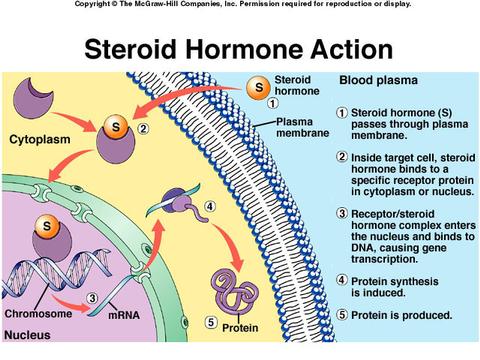 How do nonsteroid hormones act on target cells