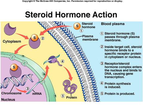 Steroid receptor proteins