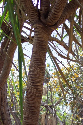 Riverbank Pandanus trunk