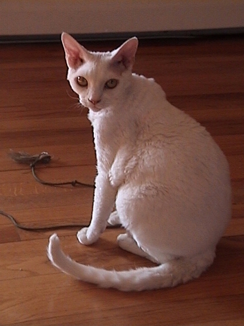 Curley playing with his string