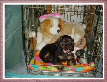 Katy in crate