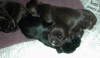 1 week old puppies