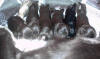 1 week old puppies