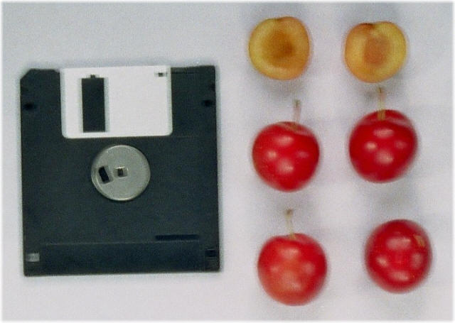 Prunus cerasifera (Cherry plum) fruit