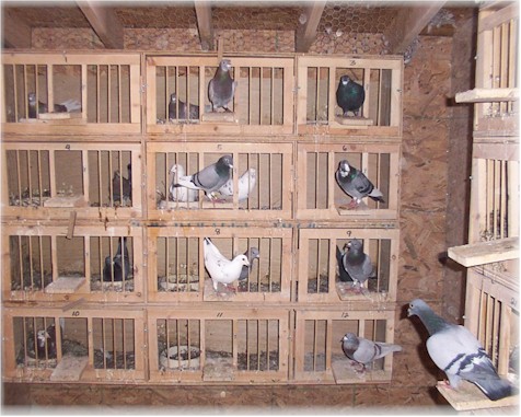Pigeon+Nest+Boxes+and+Perches Pigeon Nest Boxes and Perches http://www.oocities.org/bhongr25 ...