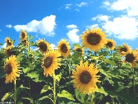 Sunflower field on a calendar