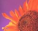Red sunflower from Germany