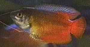 gourami