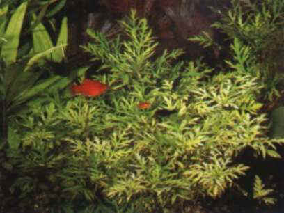 hygrophila sp