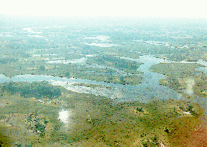 swamp