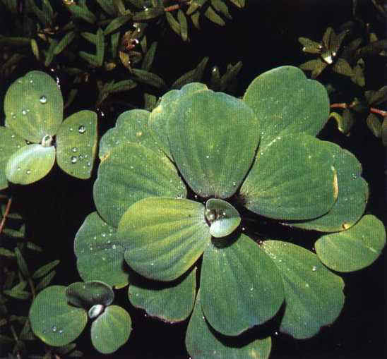 pistia
