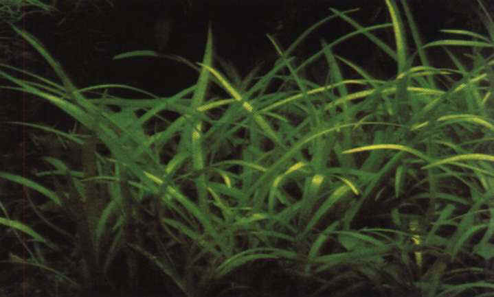 sagittaria