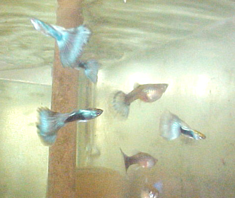guppies for sale. Guppies for Sale