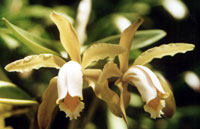 Cattleya forbesii