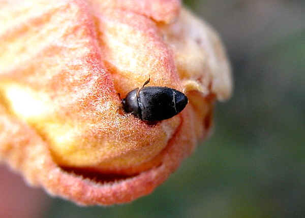 sap beetle