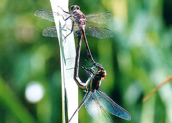 Dragonflies+mating+robert+hass