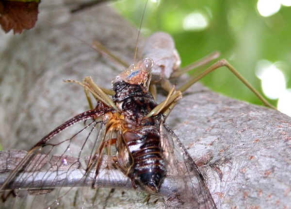 cicada predators