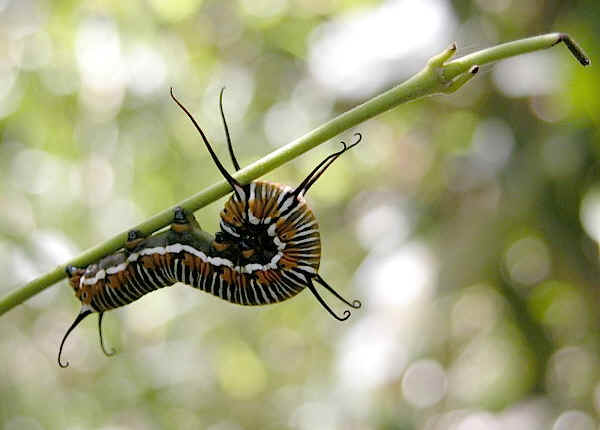 black and white caterpillar. narrow lack and white