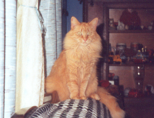garfield