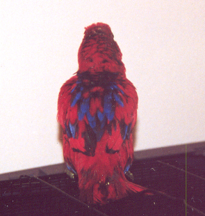 Picture of a bird infected with PBFD
