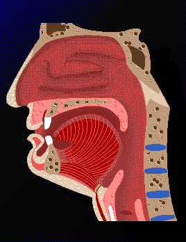 Digestive System