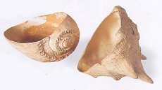 shell scoops: an archeologist's tool of trade